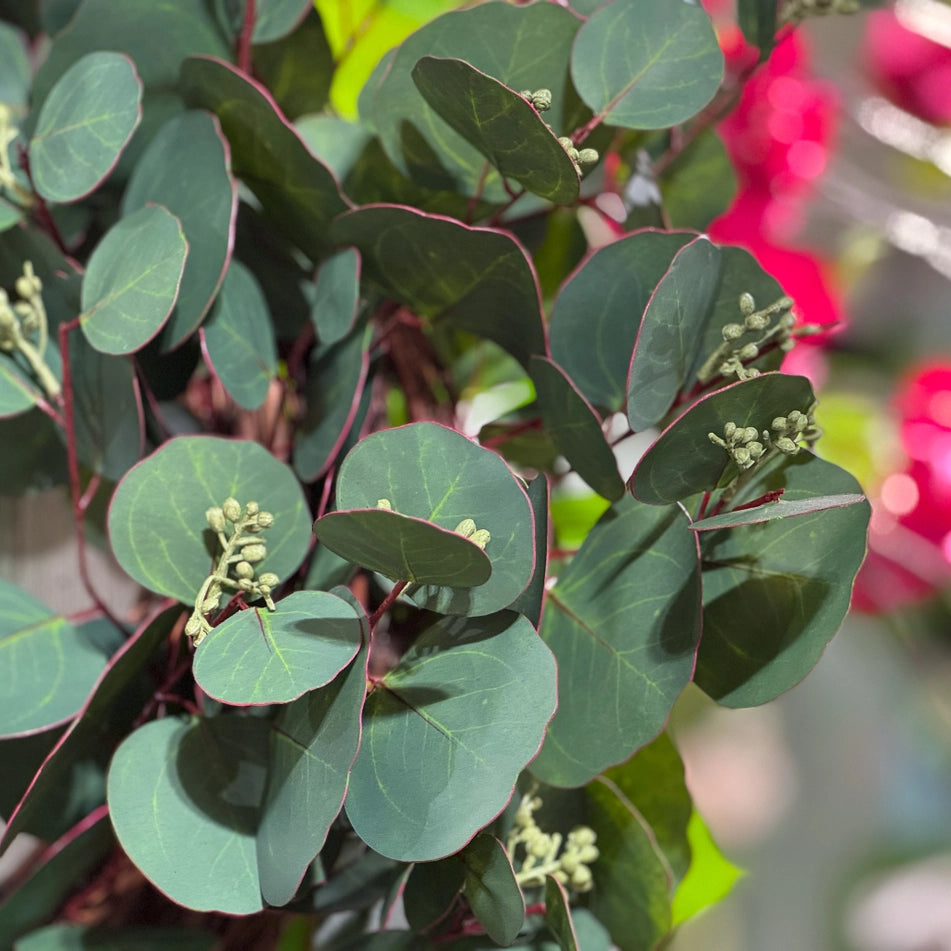 Mixed Seeded Eucalyptus Wreath, 24"