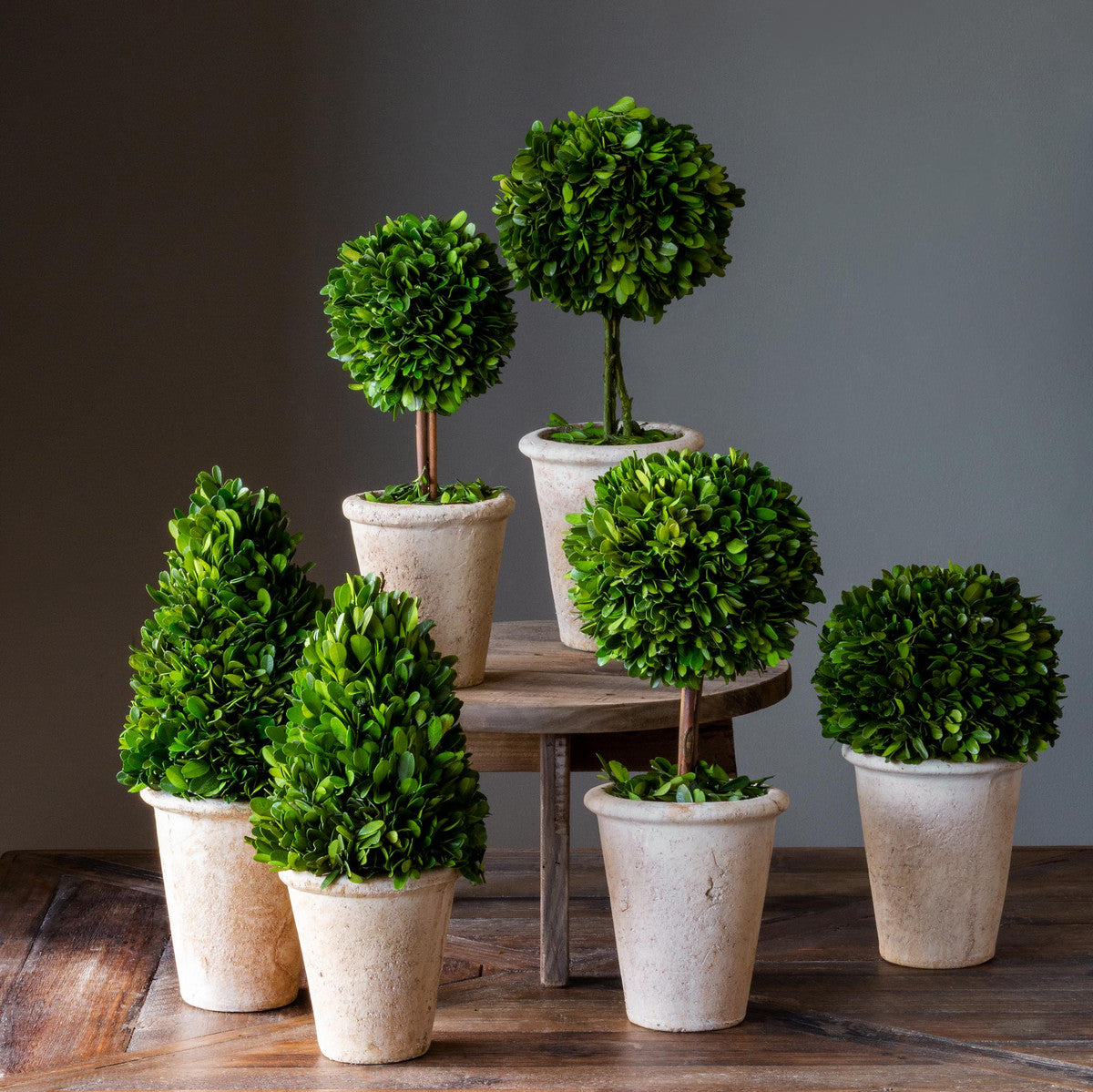Collection of Boxwood Topiaries, Set of 6, Asst