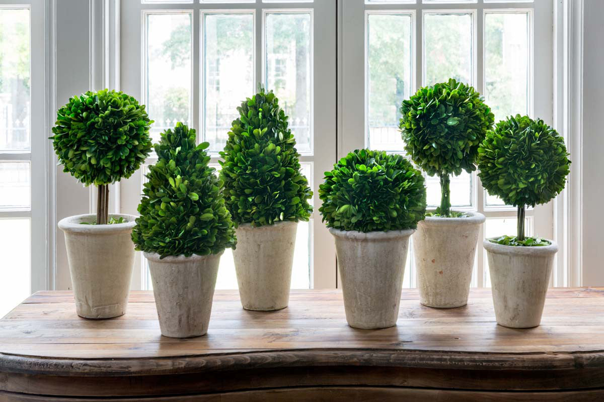 Collection of Boxwood Topiaries, Set of 6, Asst