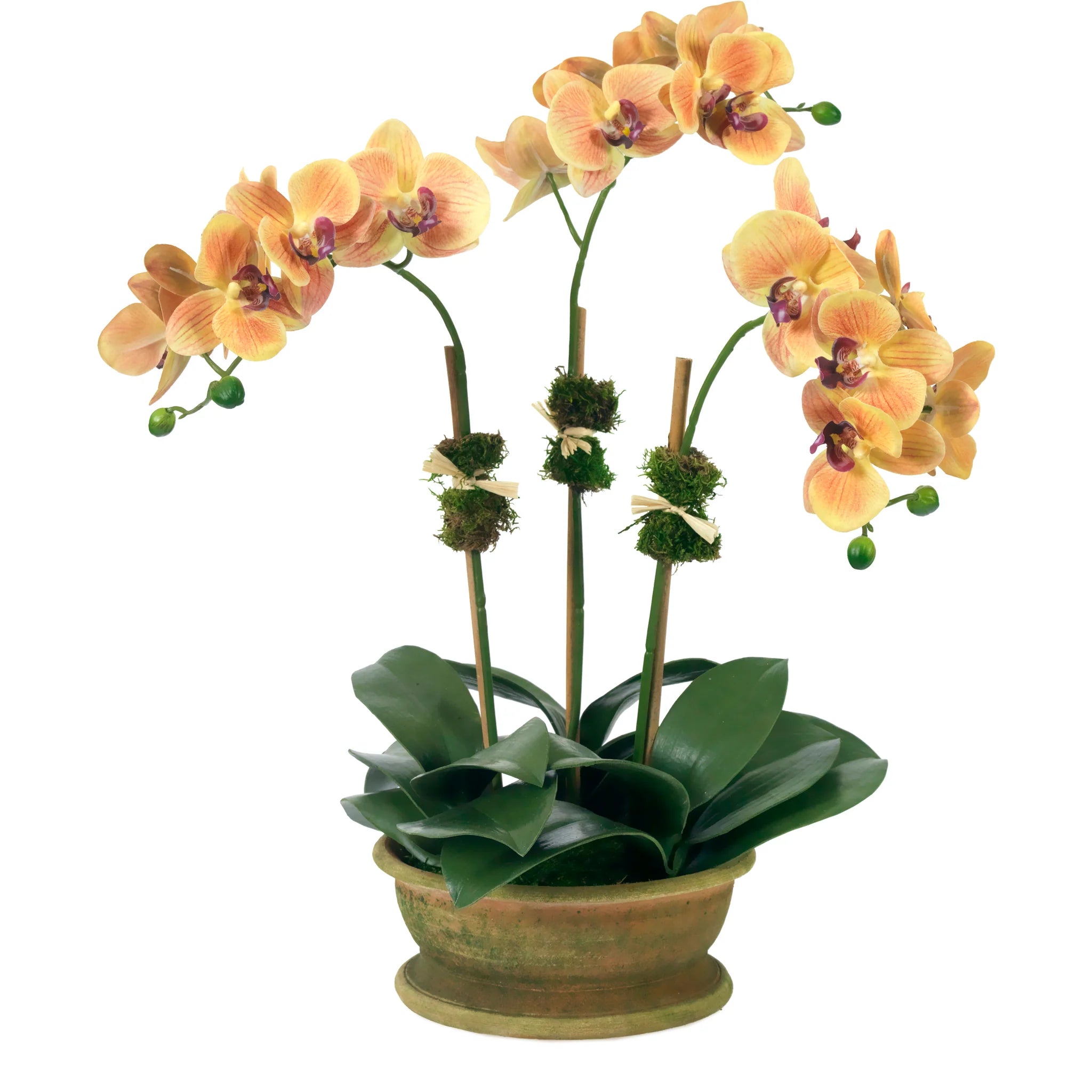 Diane James Light the Way Phalaenopsis Orchids