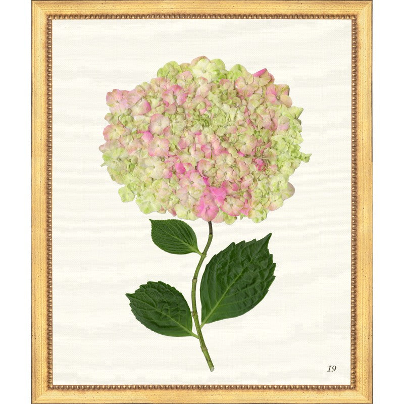 Pink Hydrangea