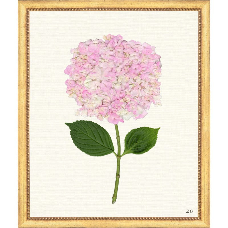 Pink Hydrangea