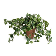 Pumila (Creeping Fig) in Terracotta, 9"H