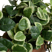 Pumila (Creeping Fig) in Terracotta, 9"H
