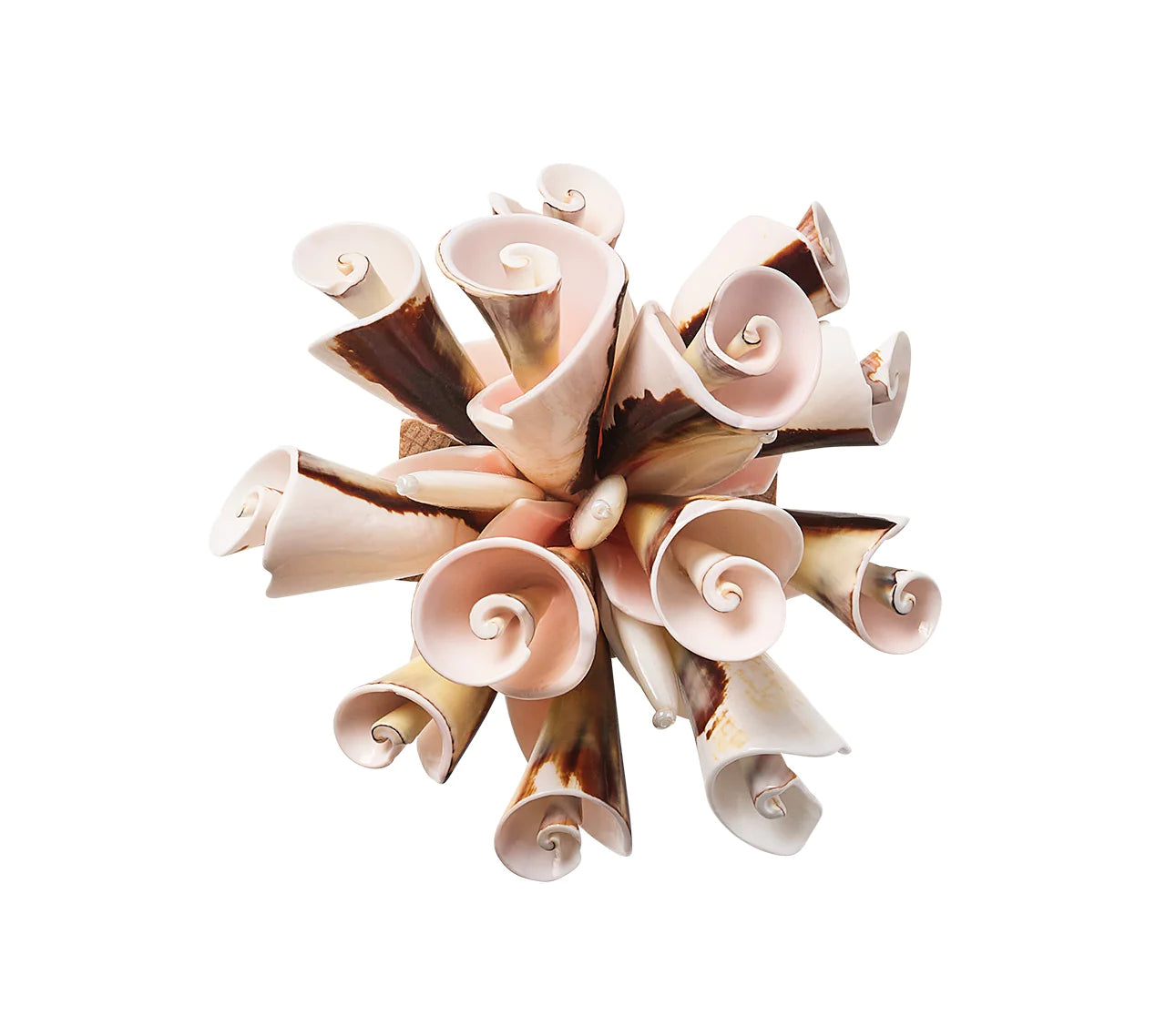 Seashell Burst Napkin Ring in Ivory & Natural, Set of 4