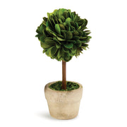 Boxwood Mini Single Ball Topiary In Pot, Set of 6