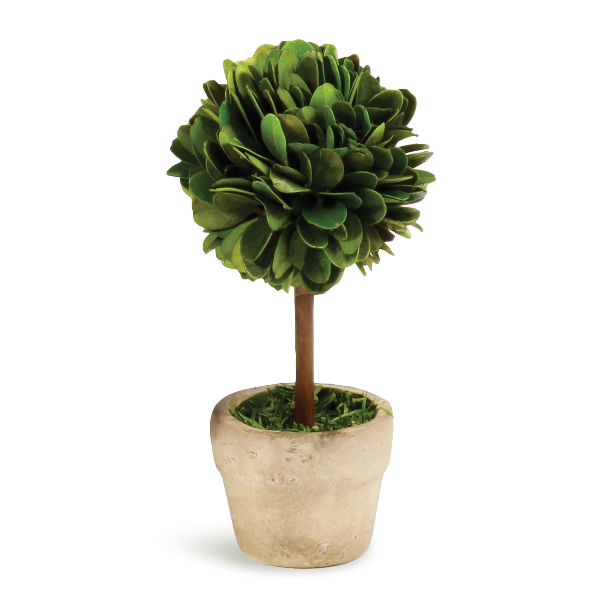 Boxwood Mini Single Ball Topiary In Pot, Set of 6
