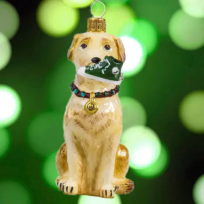 Yellow Lab with High Top Sneaker